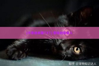 (不幸的黑猫TXT) 倒霉的喵星人